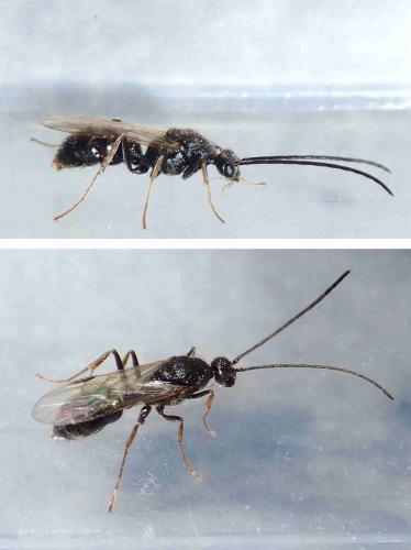 Ponerinae